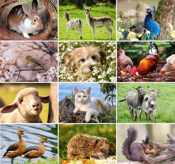 Calendrier mural 2025 Animals 13p 30x47cm Images