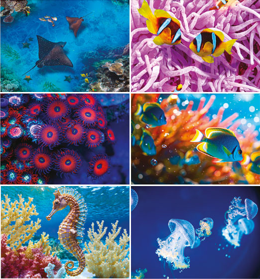 Calendrier mural illustré 2026 Aquatic World 6p 22x41cm Images