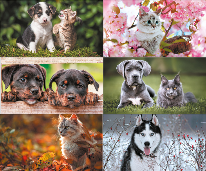 Calendrier mural illustré 2025 Cats & Dogs 6p 30x41cm Images