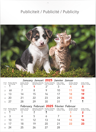 Calendrier mural illustré 2025 Cats & Dogs 6p 30x41cm