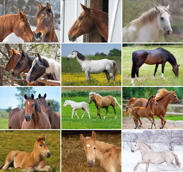 Calendrier mural 2025 Horses 13p 30x47cm Images