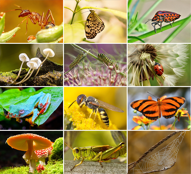 Calendrier mural 2026 Macro 13p 30x47cm Images