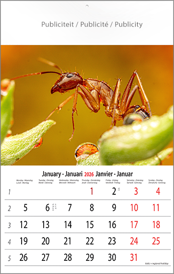 Calendrier mural 2026 Macro 13p 30x47cm