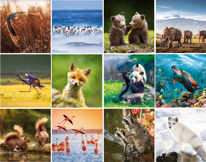 Calendrier mural 2023 Wild & Free 13p 22x41cm Images