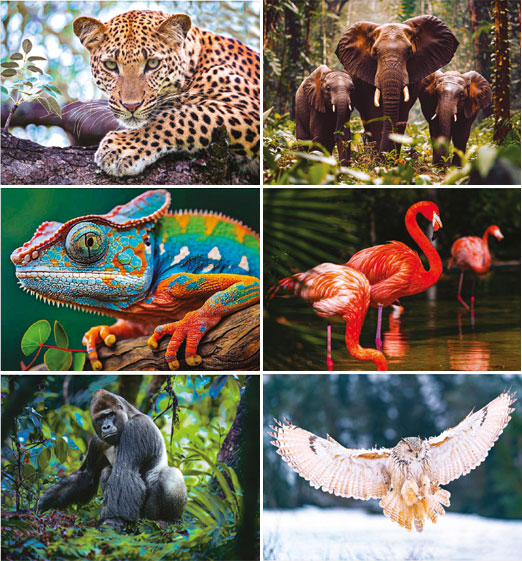 Calendrier mural illustré 2026 Wild & Free 6p 22x41cm Images