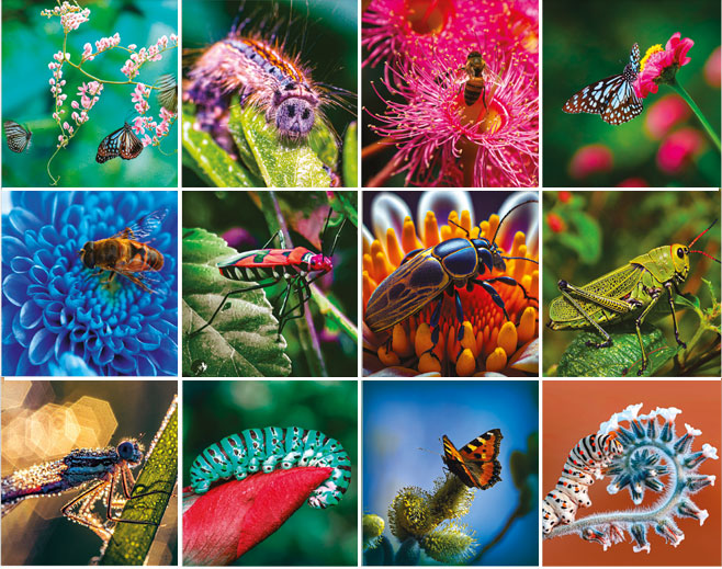 Calendrier mural 2026 Wonders 13p 22x41cm Images