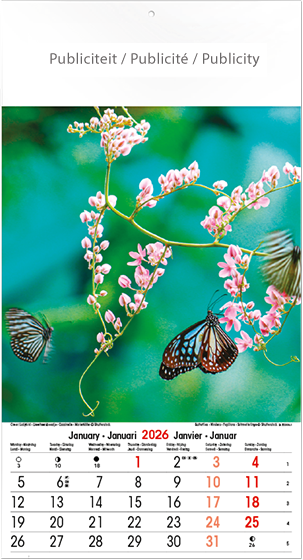 Calendrier mural 2026 Wonders 13p 22x41cm